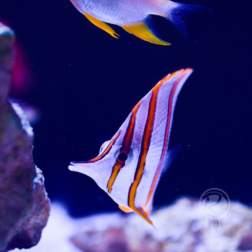 The Reef Rack