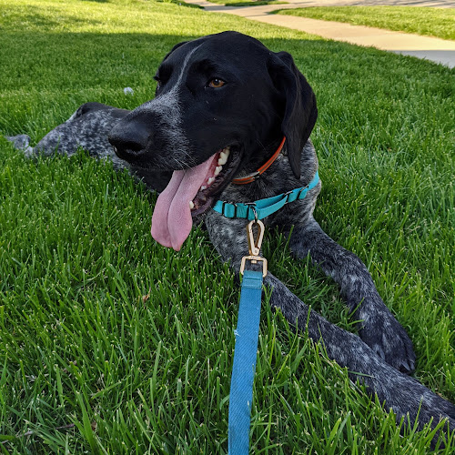 Lady Grace Pet Concierge LLC