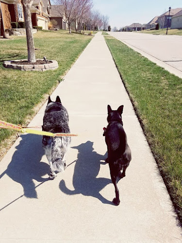 Latchkey Pets-Dog Walking & Pet Sitting (North Overland Park, North Leawood & Prairie Village)
