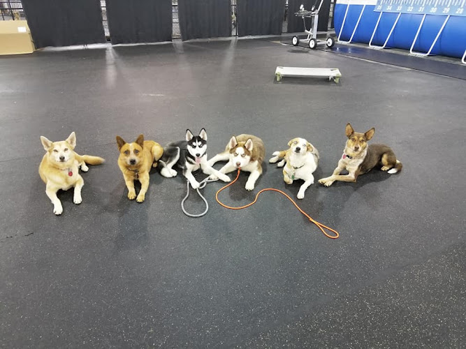 Sit Now Stay Dog Training