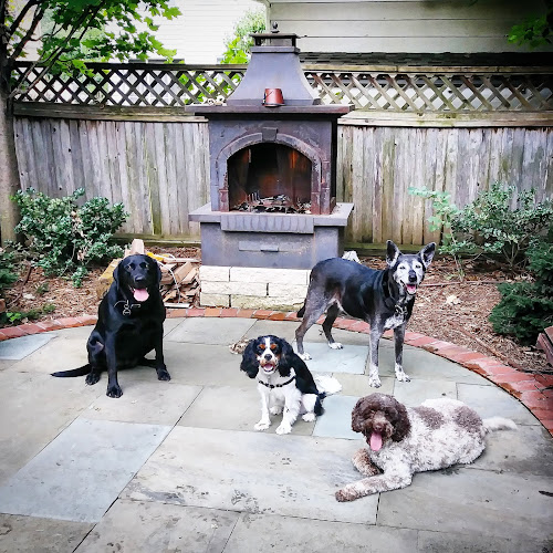 Bingo’s Pet Sitting