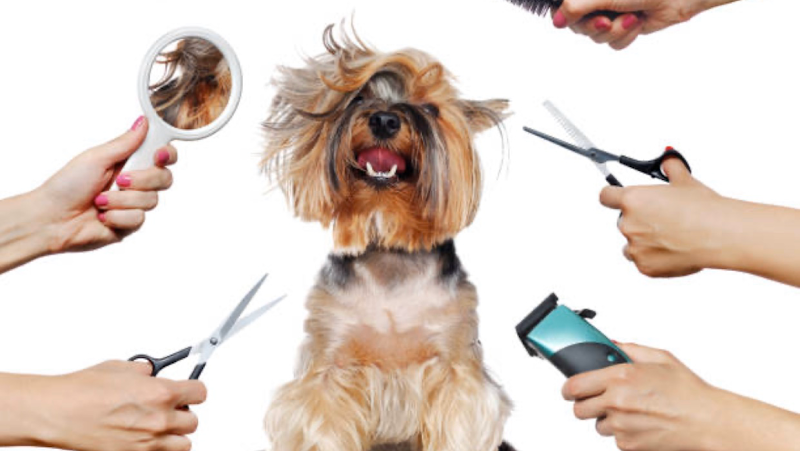 Adorable Animal Designs Quantum Pet Spa